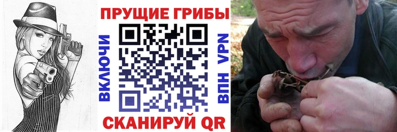 Купить  Новосокольники  Галлюциногенные грибы Magic Shrooms 